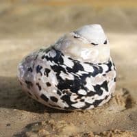 Citta Picca Shell | Cittarium Pica Stannum | Magpie Shell | Mother of Pearl Shell