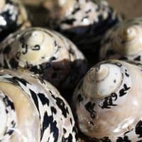 Citta Picca Shell | Cittarium Pica Stannum | Magpie Shell | Mother of Pearl Shell