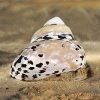 Citta Picca Shell | Cittarium Pica Stannum | Magpie Shell | Mother of Pearl Shell