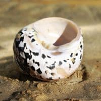 Citta Picca Shell | Cittarium Pica Stannum | Magpie Shell | Mother of Pearl Shell