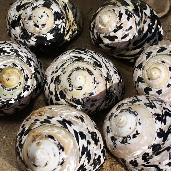 Citta Picca Shell | Cittarium Pica Stannum | Magpie Shell | Mother of Pearl Shell