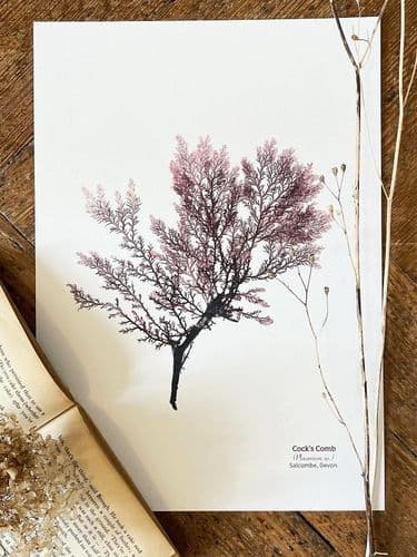 Cock’s Comb Seaweed - Print