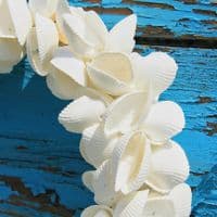 Cockle Shell Wreath
