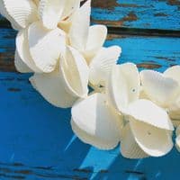 Cockle Shell Wreath
