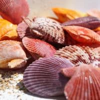 Colourful Pectin Scallops | Double Sided Scallops