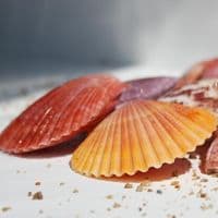 Colourful Pectin Scallops | Double Sided Scallops