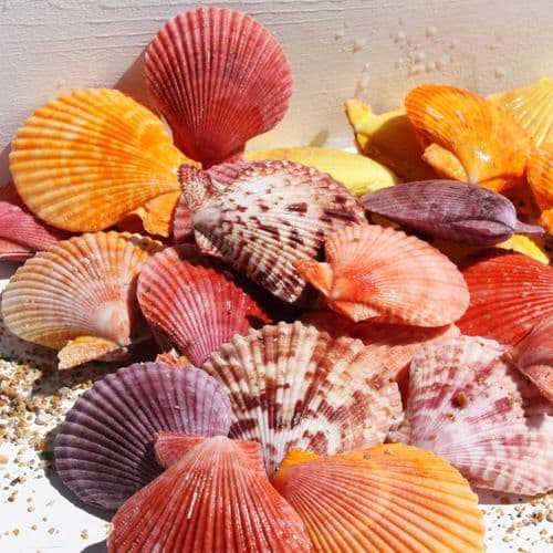 Colourful Pectin Scallops