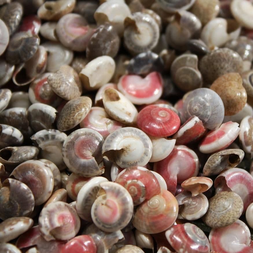 Common Button Top Shells | Umbonium Vestiarum | Beach Shells