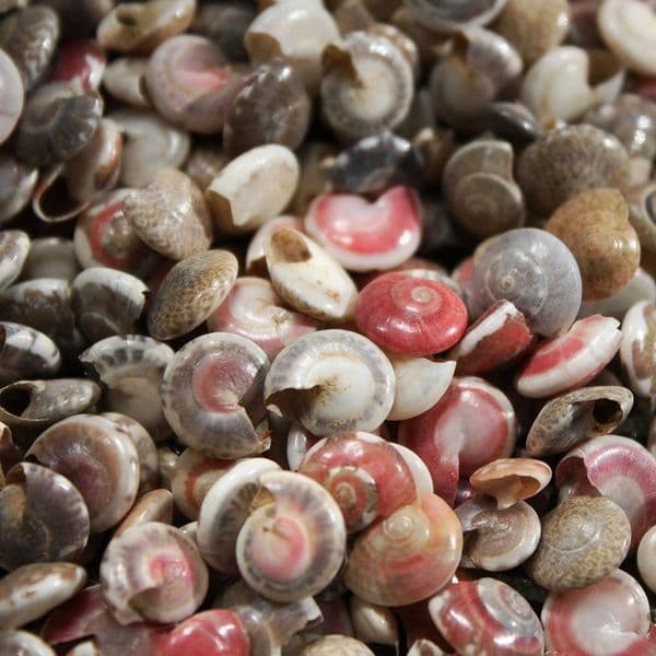 Common Button Top Shells | Umbonium Vestiarum | Beach Shells