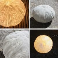 Coral Shaped Lamp | Table Lamp | Sea Lamp | Coastal Lighting