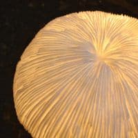 Coral Shaped Lamp | Table Lamp | Sea Lamp | Coastal Lighting