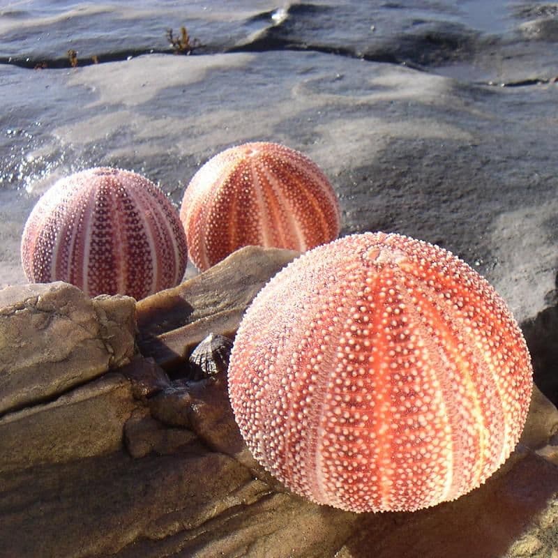 Cornish Sea Urchin
