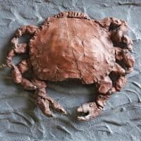 Crab Framed Art Picture | David Raine