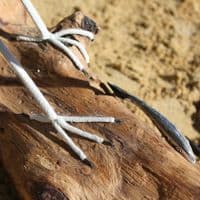 Curlew Fishing | Wooden Bird Carving