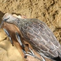 Curlew Fishing | Wooden Bird Carving