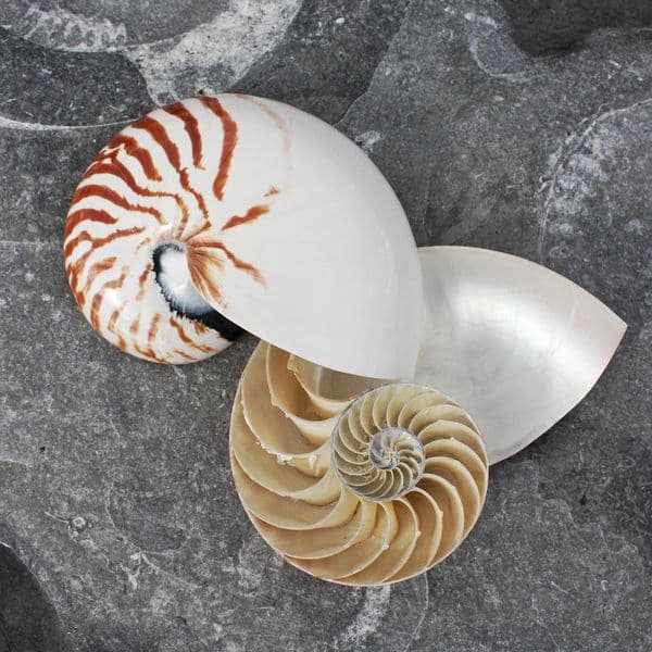 Cut Nautilus Shell