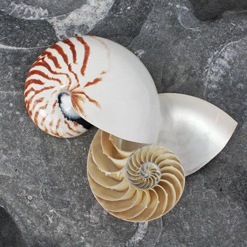 Cut Nautilus Shell