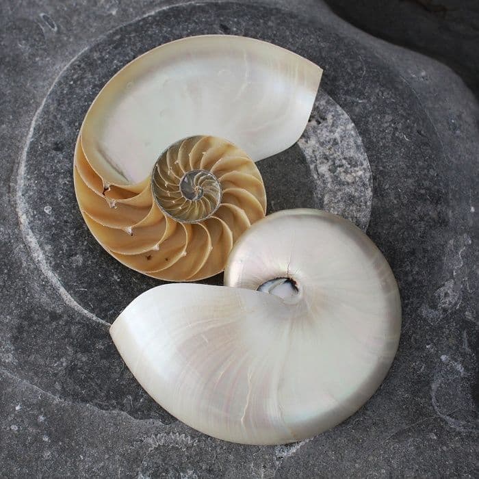 Notstril Shells Cut Nautilus Shell Polished | Polished Shells | Sea shells | Mother of ...