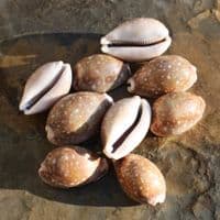 Deer Cowrie Shell | Lyncina vitellus | Seashells | Beach Shells