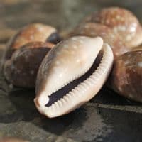 Deer Cowrie Shell | Lyncina vitellus | Seashells | Beach Shells