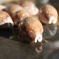 Deer Cowrie Shell | Lyncina vitellus | Seashells | Beach Shells