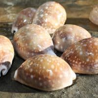 Deer Cowrie Shell | Lyncina vitellus | Seashells | Beach Shells