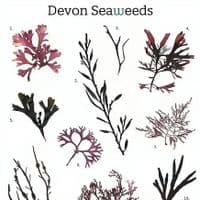 Devon Seaweeds Guide 02 Print | Devon Seaweeds Guide Poster