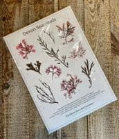 Devon Seaweeds Guide 02 Print | Devon Seaweeds Guide Poster