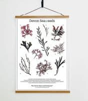 Devon Seaweeds Guide 02 Print | Devon Seaweeds Guide Poster