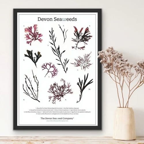 Devon Seaweeds Guide 02 – Print/Poster