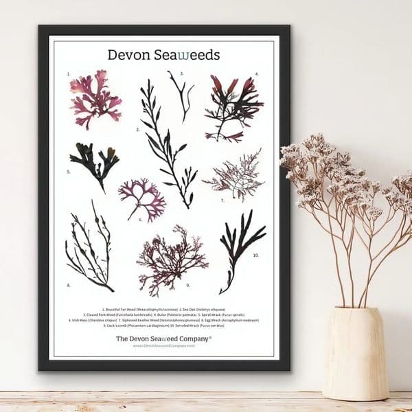 Devon Seaweeds Guide 02 Print | Devon Seaweeds Guide Poster