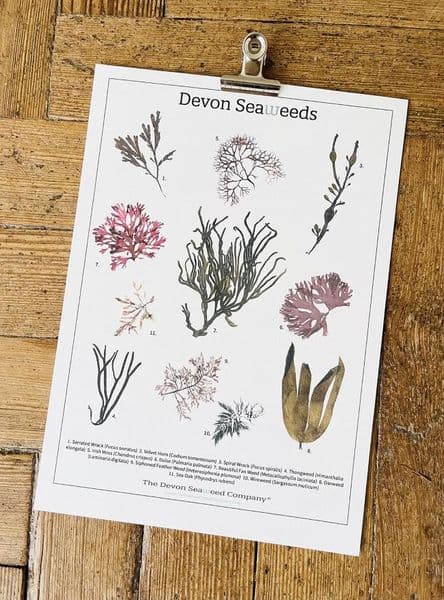 Devon Seaweeds Guide Print | Devon Seaweeds Guide Poster