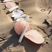 Driftwood and Seashell Hanging | Coastal Decoration