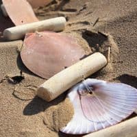 Driftwood and Seashell Hanging | Coastal Decoration