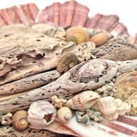 Driftwood Fish  - Wall Hanging |Rachel White