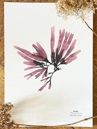 Dulce Seaweed 03 - Print