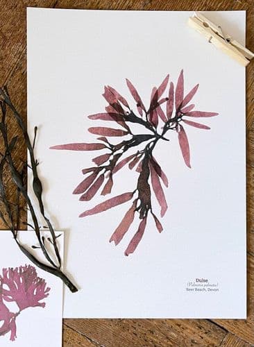 Dulce Seaweed 04 - Print