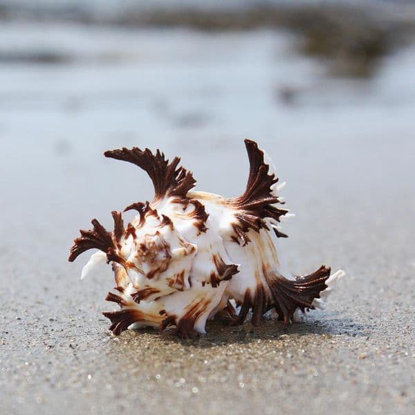 Endive Murex Shell | Hexaplex Cichoreum