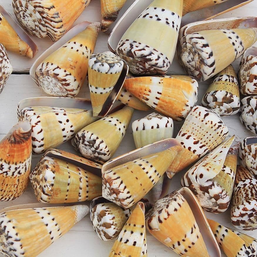 Ermine Cone Shell | Conus Mustelinus