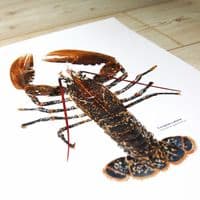 European Lobster Print | Martyn Warren | Homarus Gammarus