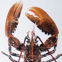 European Lobster Print | Martyn Warren | Homarus Gammarus