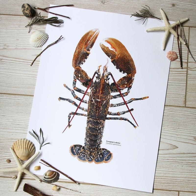 European Lobster Print
