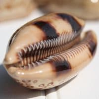 Eyed Cowrie Shell | Cypraea Argus