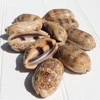 Eyed Cowrie Shell | Cypraea Argus