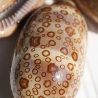 Eyed Cowrie Shell | Cypraea Argus