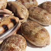 Eyed Cowrie Shell | Cypraea Argus