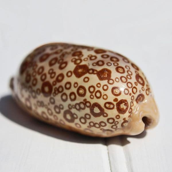 Eyed Cowrie Shell | Cypraea Argus