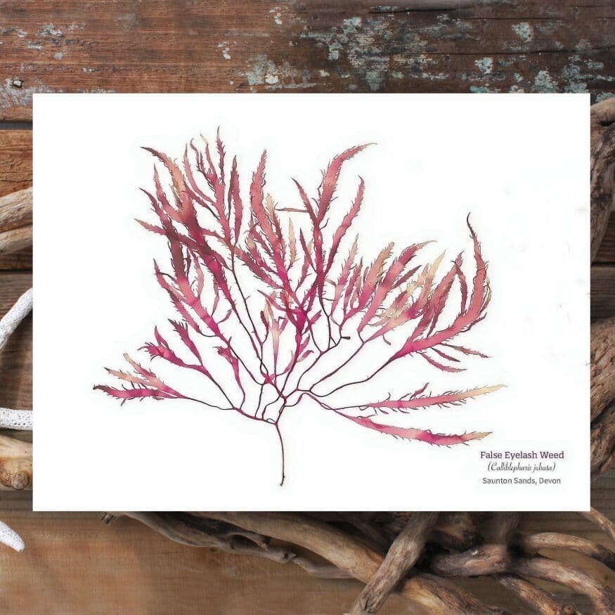 False Eyelash Weed 01 – Seaweed Print