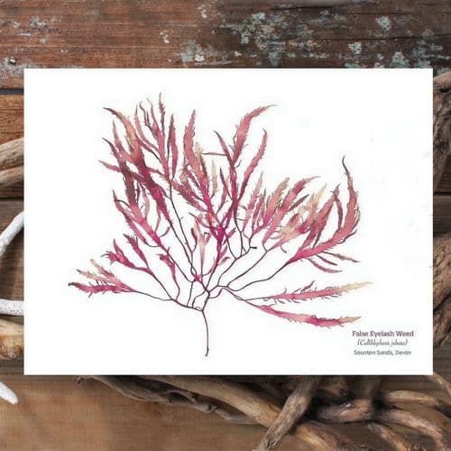 False Eyelash Weed 01 – Seaweed Print