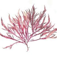 False Eyelash Weed Print 02 | Limited Edition Print | Calliblepharis Jubata Seaweed